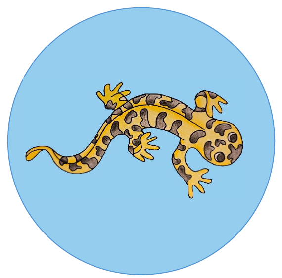 Logo Salamander mit HG
